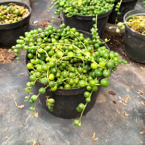suculentas-senecio-rowleyanus-o-rosario-vivero-online-2