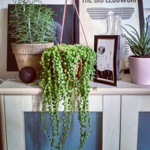 suculentas-senecio-rowleyanus-o-rosario-vivero-online-4