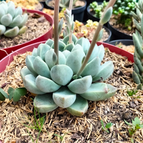 suculentas-echeveria-texensis-vivero-online-0