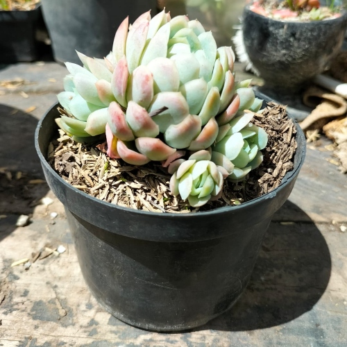 suculentas-echeveria-texensis-vivero-online-1