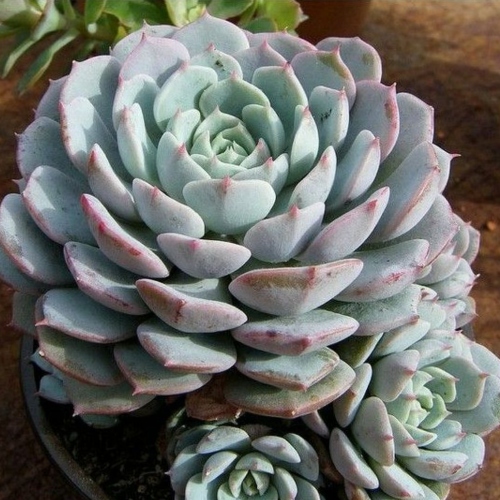 suculentas-echeveria-texensis-vivero-online-2