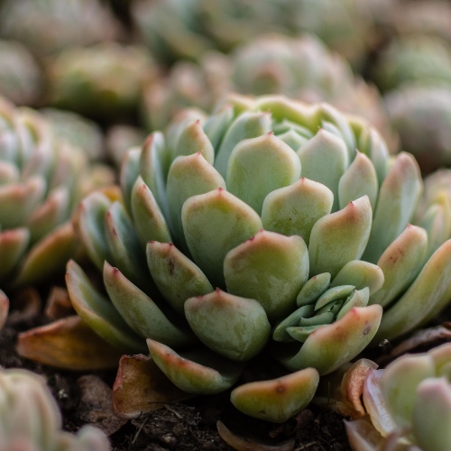 suculentas-echeveria-texensis-vivero-online-3