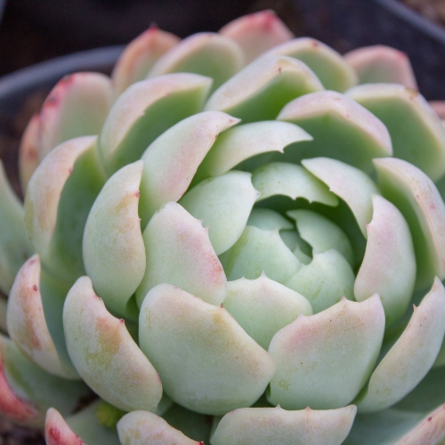 suculentas-echeveria-texensis-vivero-online-4