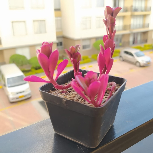 suculentas-suculenta-berberis-purpura-vivero-online-0