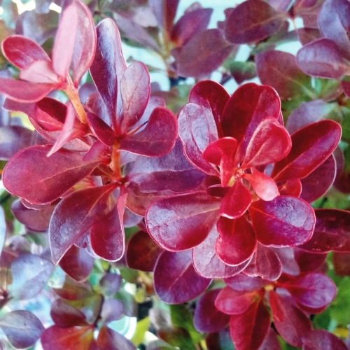 suculentas-suculenta-berberis-purpura-vivero-online-1