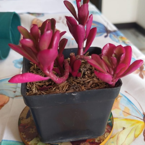 suculentas-suculenta-berberis-purpura-vivero-online-2