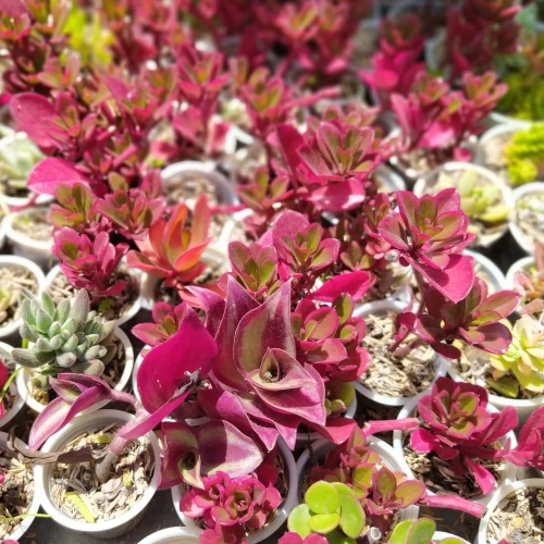 suculentas-suculenta-berberis-purpura-vivero-online-3