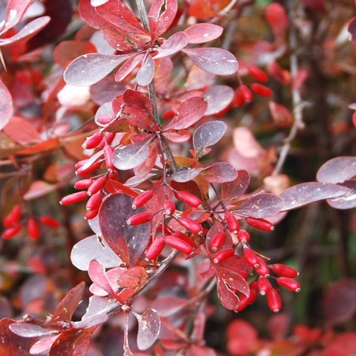 suculentas-suculenta-berberis-purpura-vivero-online-4
