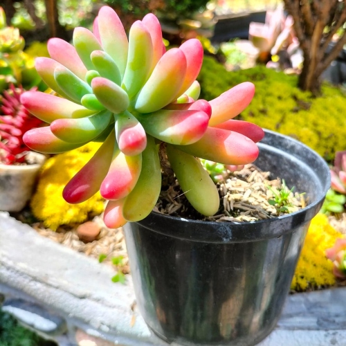 suculentas-sedum-rubrotinctum-vivero-online-0