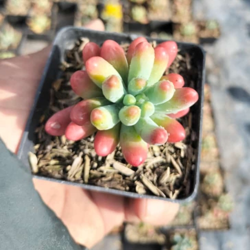 suculentas-sedum-rubrotinctum-vivero-online-1