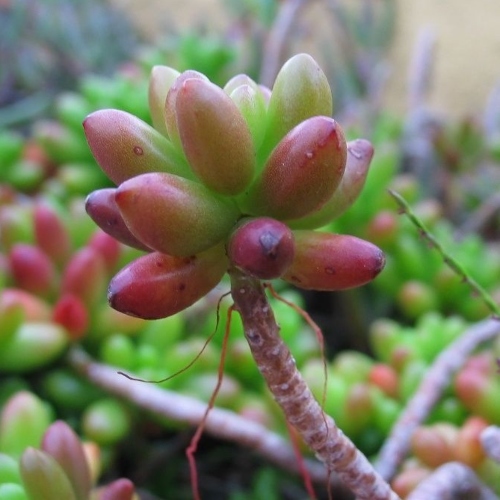 suculentas-sedum-rubrotinctum-vivero-online-2