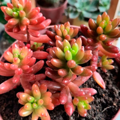 suculentas-sedum-rubrotinctum-vivero-online-3