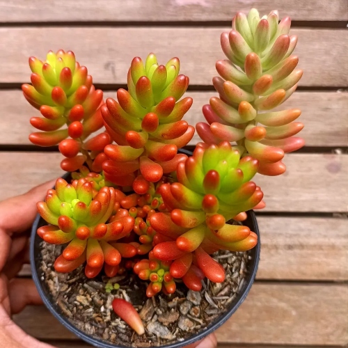 suculentas-sedum-rubrotinctum-vivero-online-4