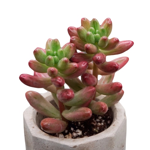 suculentas-sedum-rubrotinctum-vivero-online-5