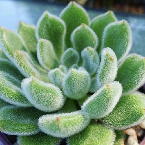 suculentas-echeveria-setosa-vivero-online-0