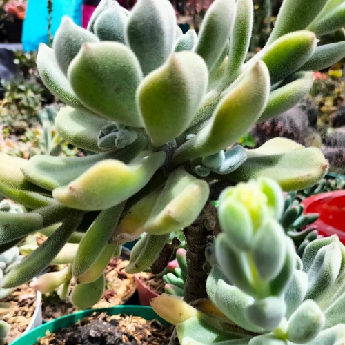 suculentas-echeveria-setosa-vivero-online-1