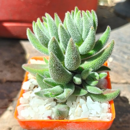 suculentas-echeveria-setosa-vivero-online-2