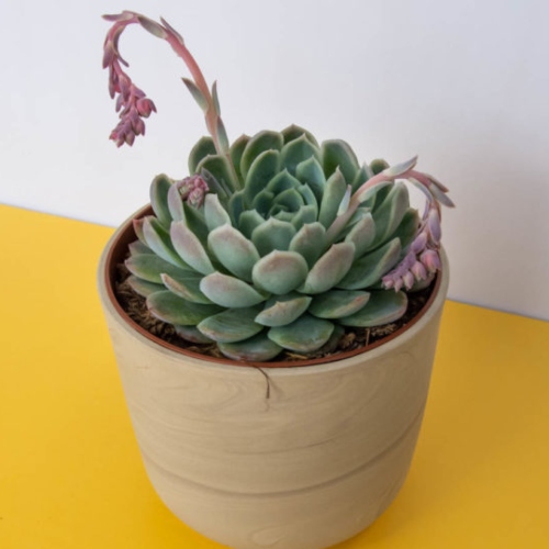 suculentas-echeveria-setosa-vivero-online-3