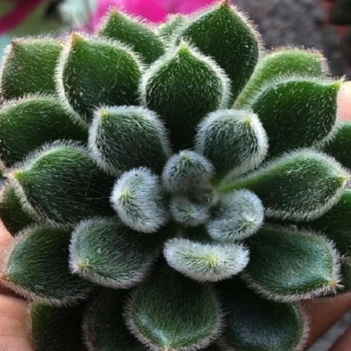 suculentas-echeveria-setosa-vivero-online-4