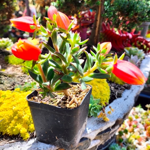 suculentas-echeveria-elegants-vivero-online-0