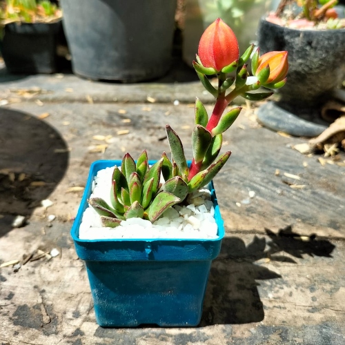 suculentas-echeveria-elegants-vivero-online-1