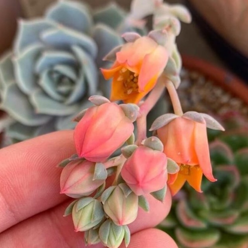 suculentas-echeveria-elegants-vivero-online-2