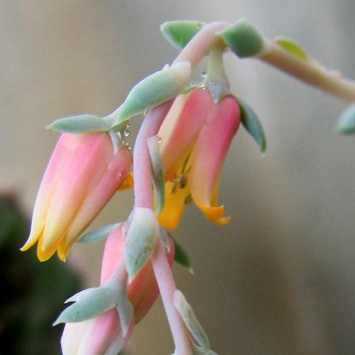suculentas-echeveria-elegants-vivero-online-3