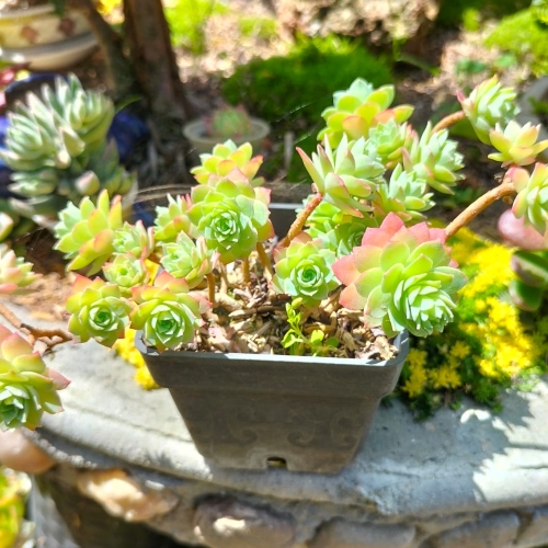 suculentas-sedum-vivero-online-0