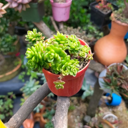 suculentas-sedum-vivero-online-1