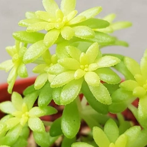 suculentas-sedum-vivero-online-2