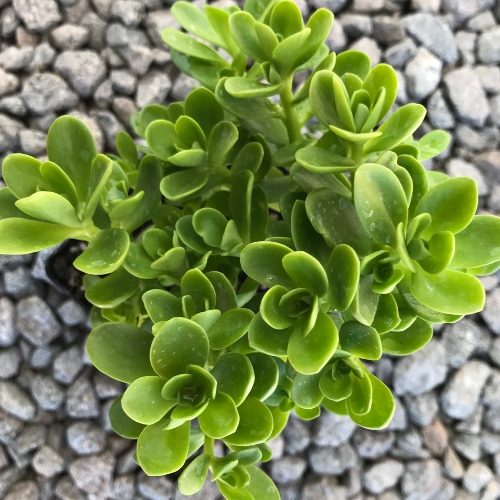 suculentas-sedum-vivero-online-3