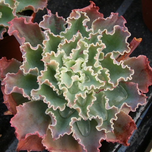 suculentas-echeveria-shaviana-vivero-online-0