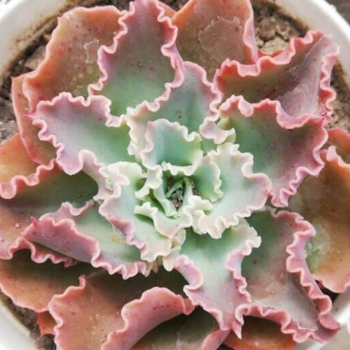 suculentas-echeveria-shaviana-vivero-online-1