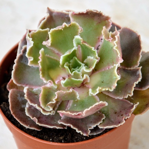 suculentas-echeveria-shaviana-vivero-online-2