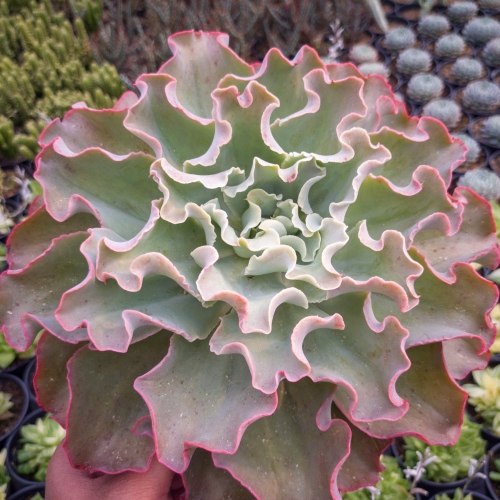 suculentas-echeveria-shaviana-vivero-online-3