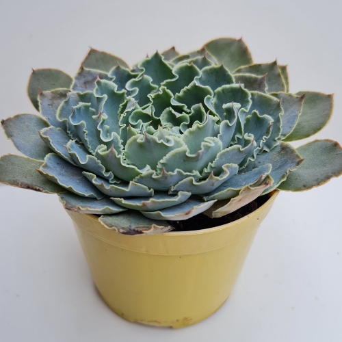 suculentas-echeveria-shaviana-vivero-online-4