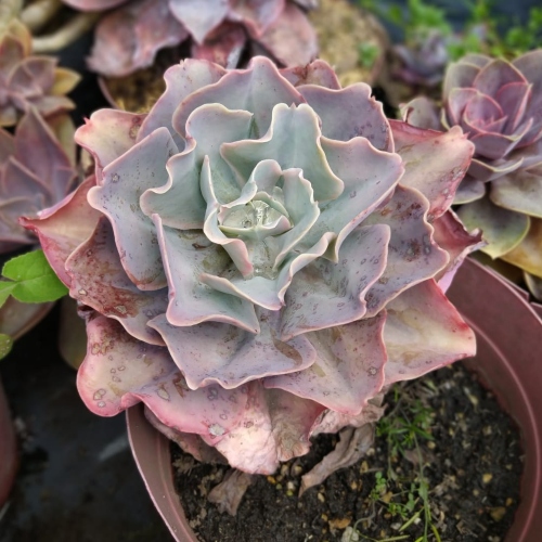 suculentas-echeveria-shaviana-vivero-online-5