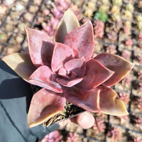 suculentas-graptopetalum-paraguayense-vivero-online-0