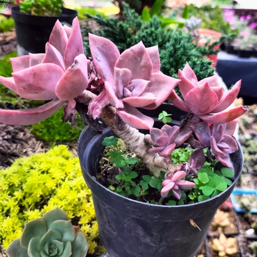 suculentas-graptopetalum-paraguayense-vivero-online-1
