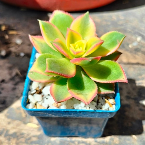suculentas-graptopetalum-paraguayense-vivero-online-2
