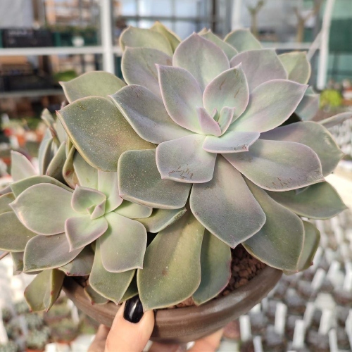 suculentas-graptopetalum-paraguayense-vivero-online-3