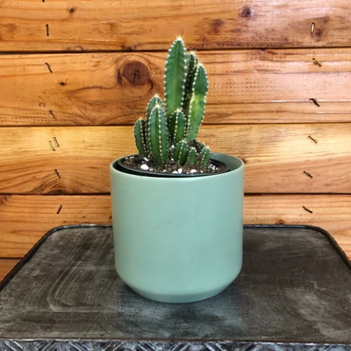 cactus-acanthocereus-tetragonus-vivero-online-0
