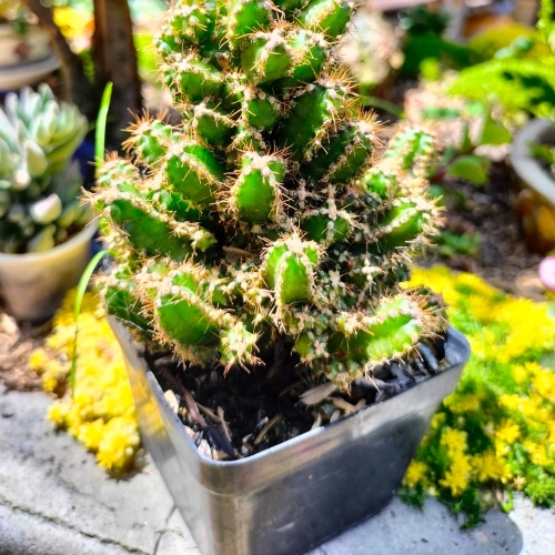 cactus-acanthocereus-tetragonus-vivero-online-1