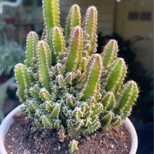 cactus-acanthocereus-tetragonus-vivero-online-2