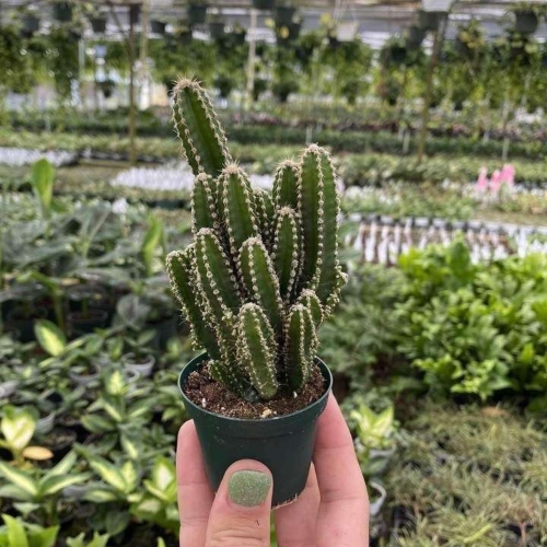 cactus-acanthocereus-tetragonus-vivero-online-3