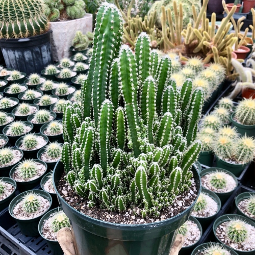cactus-acanthocereus-tetragonus-vivero-online-4