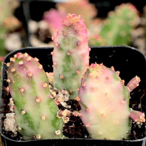 cactus-opuntia-monacantha-vivero-online-0