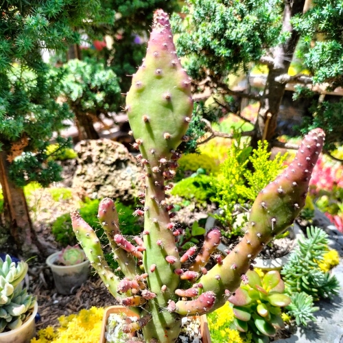 cactus-opuntia-monacantha-vivero-online-1