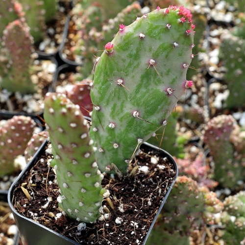 cactus-opuntia-monacantha-vivero-online-2