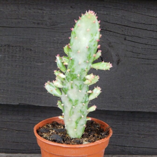 cactus-opuntia-monacantha-vivero-online-3